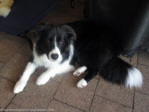 20131108-bridie 08.11.13_003